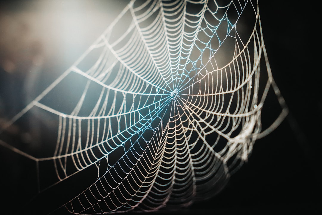 Photo Spider, web